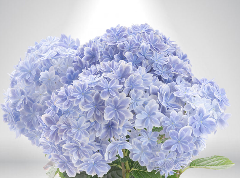 フォロワー様限定1200円世界に1つだけ紫陽花ハンドメイドメッセージカード父の日